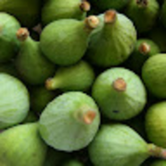 lattarula